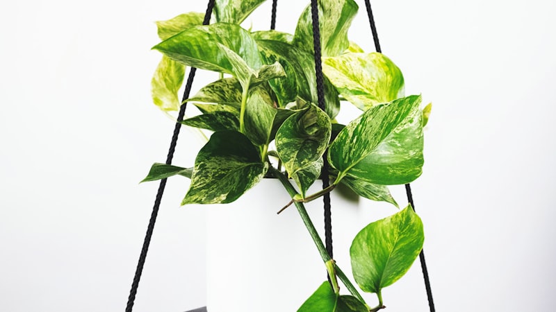 欧洲冠军联赛曼城与拜仁慕尼黑在夜晚球场内激战